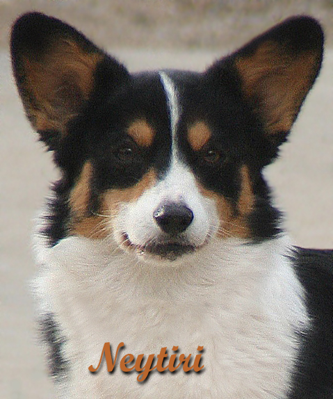 Noble 2024 hearts corgi